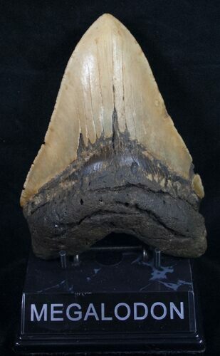 Nice Megalodon Tooth - North Carolina #11314